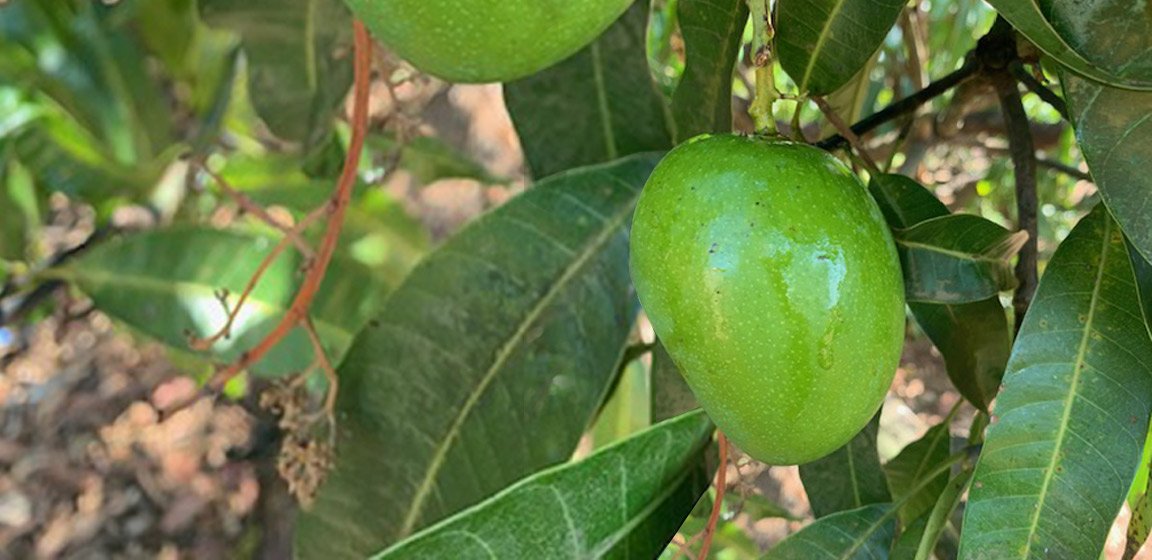 Don’t judge a mango by its SAP - Aamrai
