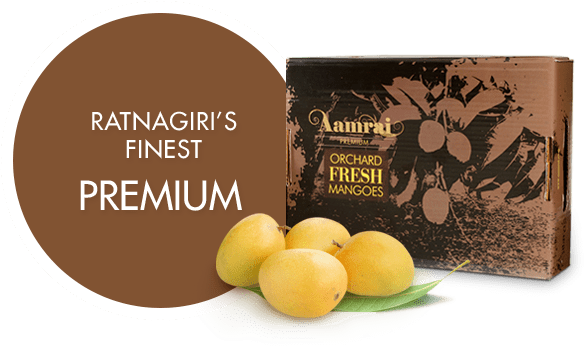 Ratnagiri Alphonso Mangoes