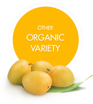 Certified Organic Alphonso Mangoes