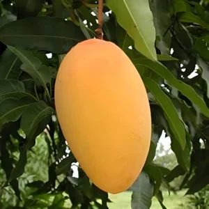 Organic Kutch Kesar Mango