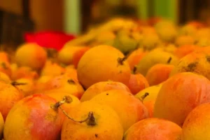 Best Mangoes from North India