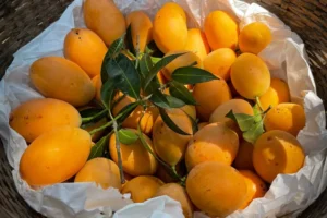 Ratnagiri Alphonso Mangoes