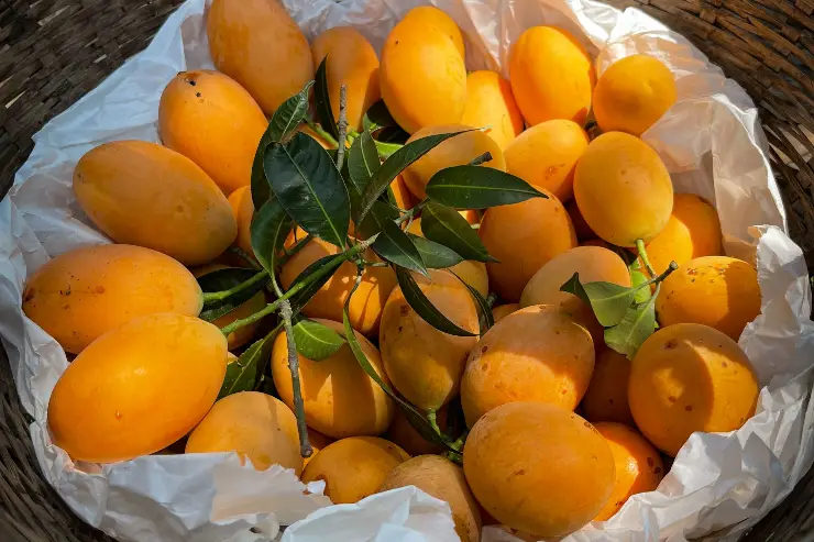 Ratnagiri Alphonso Mangoes